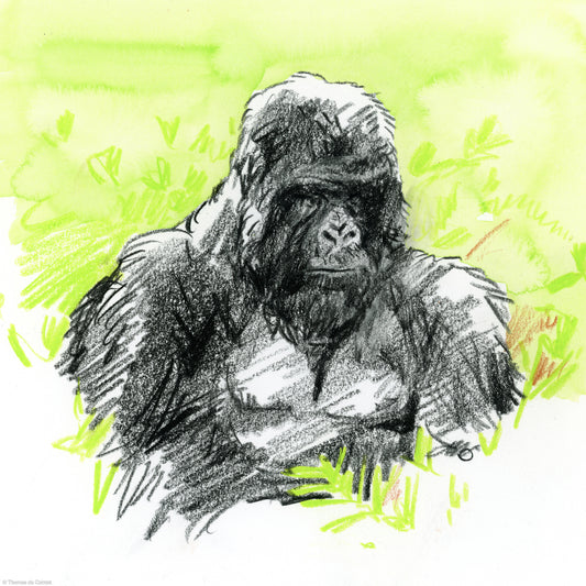 Silverback Gorilla,  Volcanoes National Park